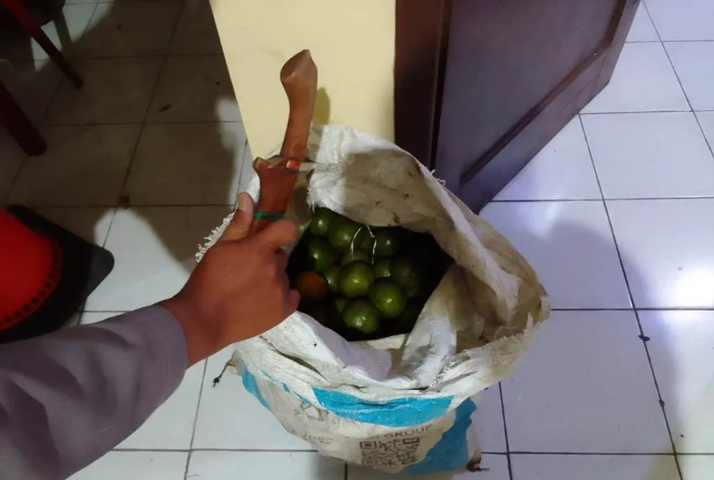 Digonggong Anjing Saat Mencuri Jeruk, Warga Rimbo Pengadang Tertangkap Penjaga Kebun
