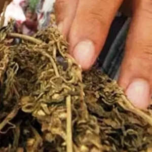 Edar 16 Paket Ganja, Dua Pemuda Diringkus