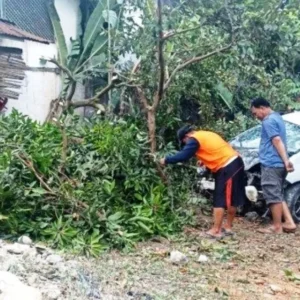 Melaju Kencang, Honda Jazz Tabrak Pohon Warga Benteng Melaju Kencang, Honda Jazz Tabrak Pohon Warga Benteng