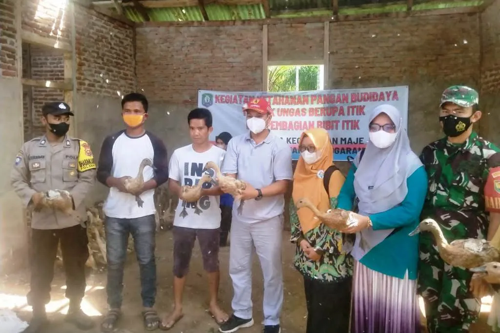 Pemerintah Desa Pardasuka Giat Kembangkan Usaha Peternakan Bebek untuk Ketahanan Pangan