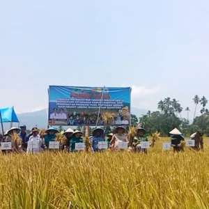 Sering Dianggap Mitos, Pemkab Lebong Berhasil Dalam Program Musim Tanam 2 Kali