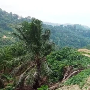 PT Ciptamas Bumi Selaras Kaur Terlambat Bayar DBH, Kebun Plasma Petani Terancam