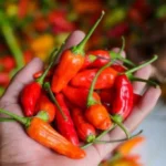 BPS: Cabai Jadi Penyebab Inflasi Pada November 2023 Data Terbaru: Harga Cabai dan Bawang Naik, Beras Stabil Alternatif Bumbu Pedas Pengganti Cabai Saat Harga Melonjak