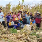 Ike Nurdiani Dukung Swasembada Pangan Melalui Panen Raya Jagung MSP