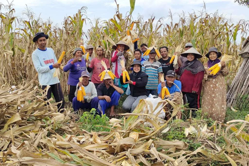 Ike Nurdiani Dukung Swasembada Pangan Melalui Panen Raya Jagung MSP