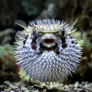 Melihat Lebih Dekat, Keunikan Anatomi dan Kelakuan Ikan Buntal