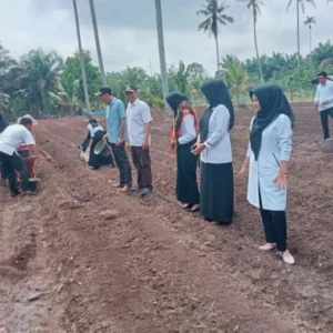 Pemdes Gedung Agung Tingkatkan Ketahanan Pangan dengan Penanaman Cabe