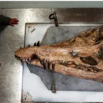Penemuan Fosil Pliosaurus Raksasa, Monster Laut Terungkap di Pesisir Dorset