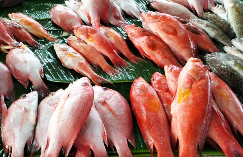 Panduan Cerdas Memilih Ikan Segar, Simak 7 Tips Dari Ahli Kuliner