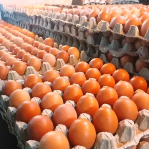 Dari Beras Hingga Telur, Sejumlah Harga Pangan Alami Kenaikan Hari Ini Update Harga Pangan: Daging dan Telur Turun, Kedelai dan Jagung Naik Hari Ini Harga Komoditas Pangan di Indonesia Naik, Telur dan Beras Melonjak