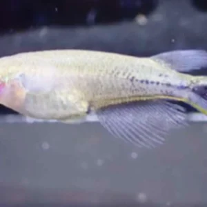 Hulk Dari Indonesia, Ikan Ini Berubah Warna Saat Marah Hulk Dari Indonesia, Ikan Ini Berubah Warna Saat Marah
