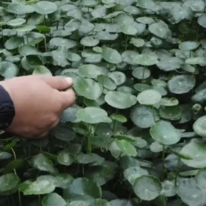 KWT D’Shafa Malakasari Bangkitkan Ekonomi Lokal Melalui Hilirisasi Tanaman Toga KWT D'Shafa Malakasari Bangkitkan Ekonomi Lokal Melalui Hilirisasi Tanaman Toga