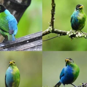 Mengenal Green Honeycreeper Kolombia, Burung Langka dengan Kromosom Ganda