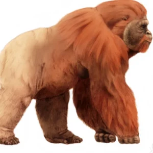 Misteri Kepunahan Gigantopithecus Terungkap, Ini Studi Terbaru Tentang Detail Primata Misteri Kepunahan Gigantopithecus Terungkap, Ini Studi Terbaru Tentang Detail Primata