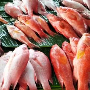 Panduan Cerdas Memilih Ikan Segar, Simak 7 Tips dari Ahli Kuliner Panduan Cerdas Memilih Ikan Segar, Simak 7 Tips dari Ahli Kuliner