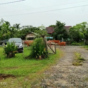 Sapi dan Kerbau Berkeliaran di Area Perkantoran, Satpol-PP Kaur Kemana?