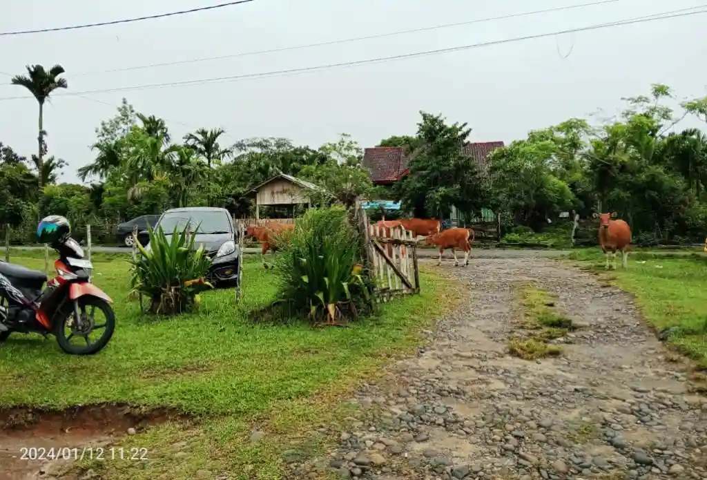 Sapi dan Kerbau Berkeliaran di Area Perkantoran, Satpol-PP Kaur Kemana?