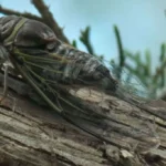 Triliunan Tonggeret Periodik Muncul di Amerika Barat Tengah dan Tenggara