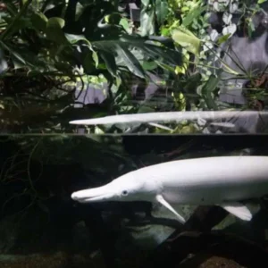 Evolusi Lambat Ikan Gar, Membongkar Misteri Fosilnya Evolusi Lambat Ikan Gar, Membongkar Misteri Fosilnya