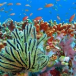 Jika Ikan Tidak Ada, Apa yang Akan Terjadi?