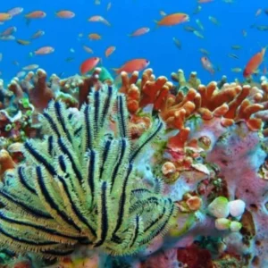 Jika Ikan Tidak Ada, Apa yang Akan Terjadi? Jika Ikan Tidak Ada, Apa yang Akan Terjadi?