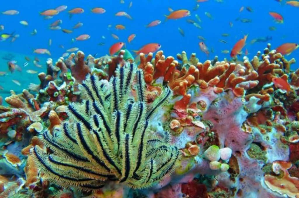 Jika Ikan Tidak Ada, Apa yang Akan Terjadi?