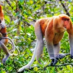 Keberhasilan Stasiun Riset Bekantan, Dua Bayi Lahir di Pulau Curiak
