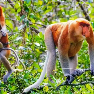 Keberhasilan Stasiun Riset Bekantan, Dua Bayi Lahir di Pulau Curiak Keberhasilan Stasiun Riset Bekantan, Dua Bayi Lahir di Pulau Curiak