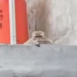 Warga Pagar Dewa Panik Diteror Seekor Monyet Tak Bertuan, Ayam Peliharaan Jadi Korban