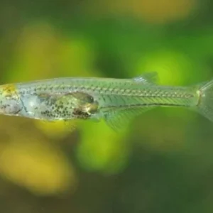 Wow, Suara Ikan Mini dari Myanmar Ini Mampu Saingi Pesawat Jet Wow, Suara Ikan Mini dari Myanmar Ini Mampu Saingi Pesawat Jet
