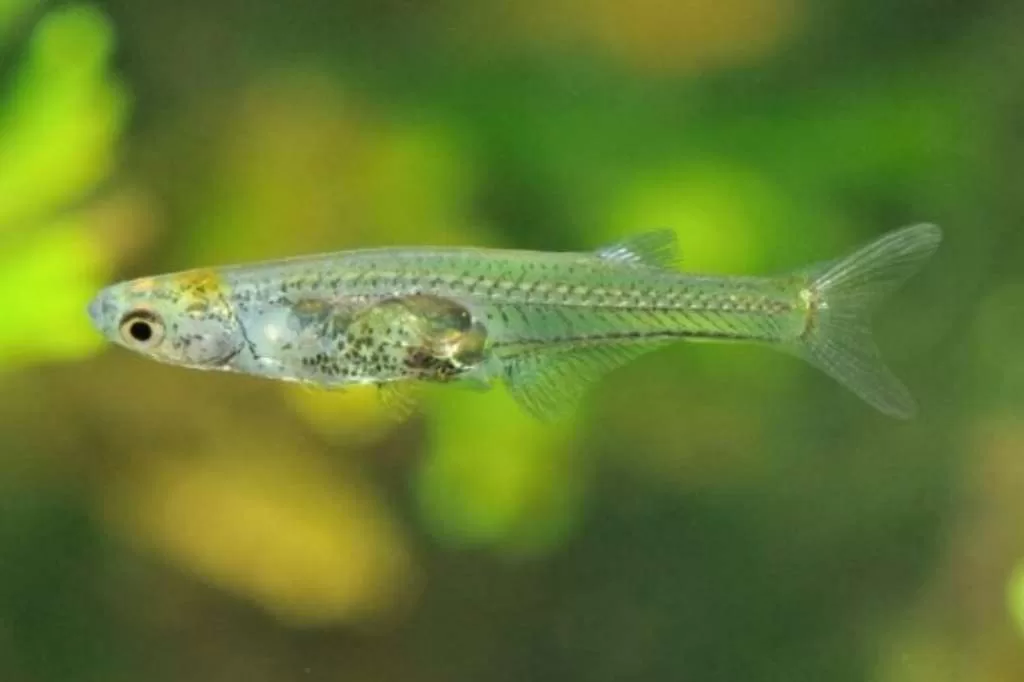 Wow, Suara Ikan Mini dari Myanmar Ini Mampu Saingi Pesawat Jet