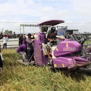 Yulia: Combine Harvester Membawa Kemajuan Pertanian di Brebes