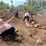 Pemdes Gunung Kembang Alokasikan 20% DD Untuk Peningkatan Ketahanan Pangan
