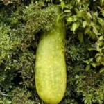 Manfaat Kesehatan Buah Kundur, Potensial Cegah Maag dan Diabetes