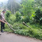 Ditimpa Pohon Pete, Korban Meninggal Alami Pendarahan Hebat