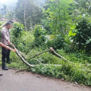 Ditimpa Pohon Pete, Korban Meninggal Alami Pendarahan Hebat