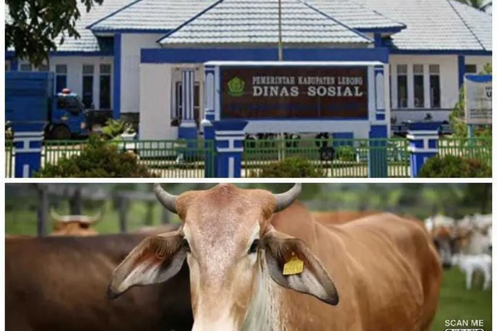 Idul Adha 1445H/2024M, Pemkab Lebong Bagikan 19 Ekor Sapi Kurban