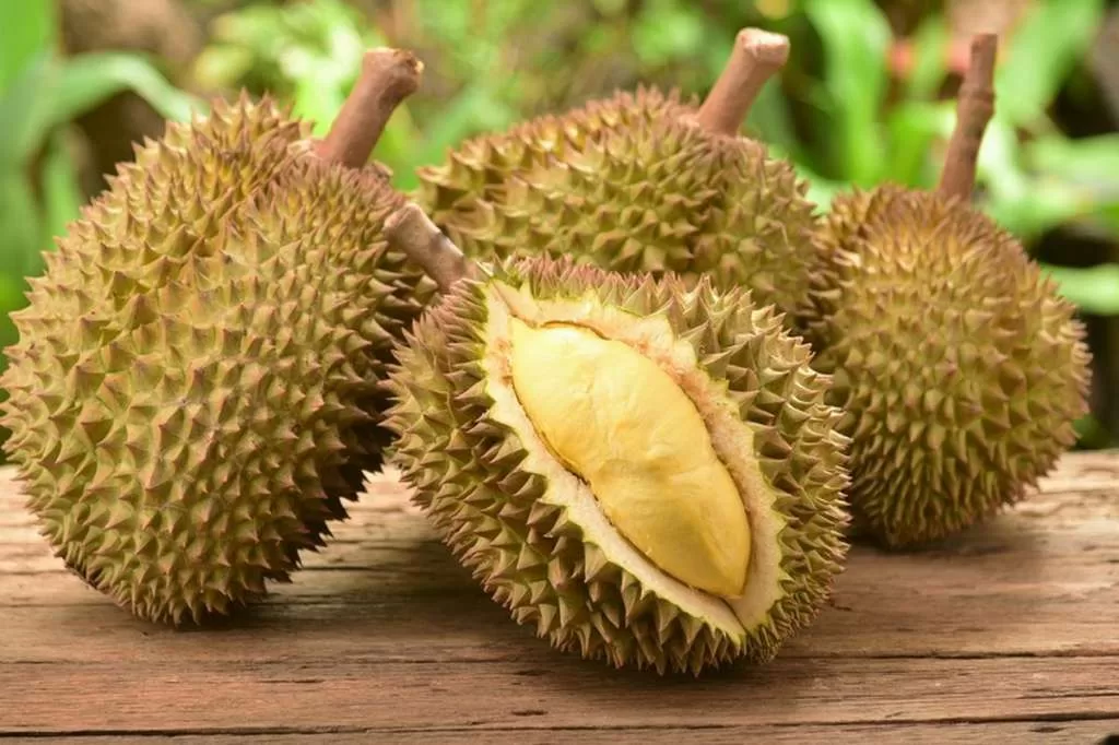 Kaya Buah Durian, Indonesia Maksimalkan Potensi Bisnis Melalui Agrowisata 5 Pilihan Makanan dan Minuman Sehat Setelah Makan Durian Doyan Makan Durian? Ini Tips Memilih Buah yang Bagus dan Manis