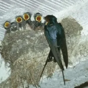 Kunci Keberhasilan Budidaya, Ini Aroma Favorit Burung Walet