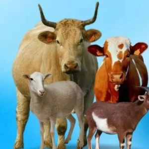 Panduan Penting Dalam Memilih Hewan Kurban yang Sehat dan Berkualitas Panduan Penting Dalam Memilih Hewan Kurban yang Sehat dan Berkualitas