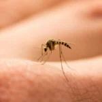 Peringatan Demam Kuning, Pentingnya Vaksinasi Sebelum Perjalanan Tropis Pilihan Tanaman untuk Usir Nyamuk Secara Alami di Rumah