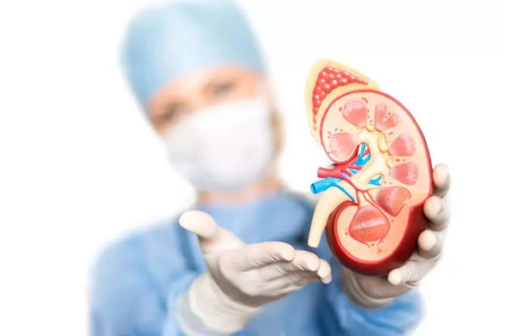 Gaya Hidup Optimal bagi Pemilik Satu Ginjal, Ikuti Tips Kesehatan Ini Kenali Tanda-tanda Masalah Ginjal dan Pentingnya Penanganan Dini