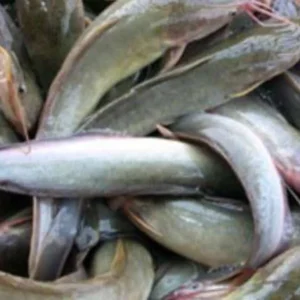 Pilihan Hemat untuk Keluarga, Ini Ikan Terjangkau dengan Nutrisi Berkualitas Harga Pangan Hari Ini: Telur dan Beras Melonjak, Ikan Alami Penurunan
