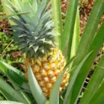 Konsumsi Nanas, Ini Manfaat dan Risiko Kesehatan yang Perlu Diketahui Tips Konsumsi Nanas Aman untuk Penderita Diabetes