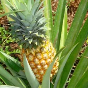 Konsumsi Nanas, Ini Manfaat dan Risiko Kesehatan yang Perlu Diketahui Konsumsi Nanas, Ini Manfaat dan Risiko Kesehatan yang Perlu Diketahui Tips Konsumsi Nanas Aman untuk Penderita Diabetes