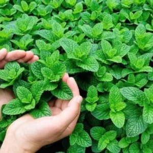 Manfaat Herbal Daun untuk Turunkan Lemak Perut dan Tingkatkan Metabolisme Manfaat Herbal Daun untuk Turunkan Lemak Perut dan Tingkatkan Metabolisme