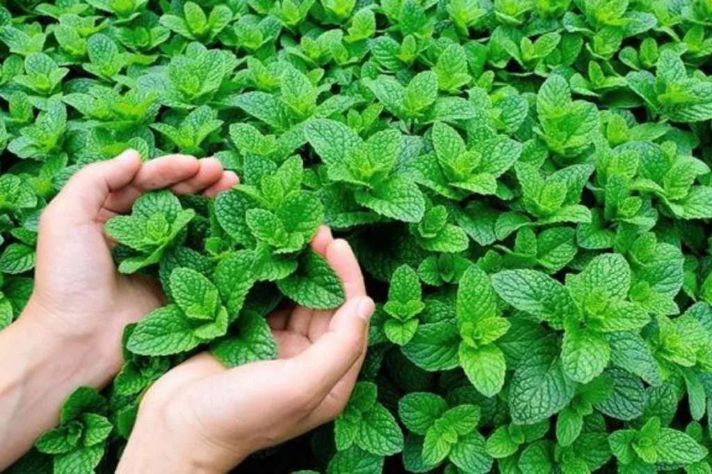 Manfaat Herbal Daun untuk Turunkan Lemak Perut dan Tingkatkan Metabolisme