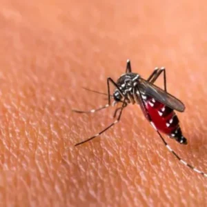 Demam Berdarah Dengue, Mitos dan Fakta yang Perlu Diketahui Demam Berdarah Dengue, Mitos dan Fakta yang Perlu Diketahui