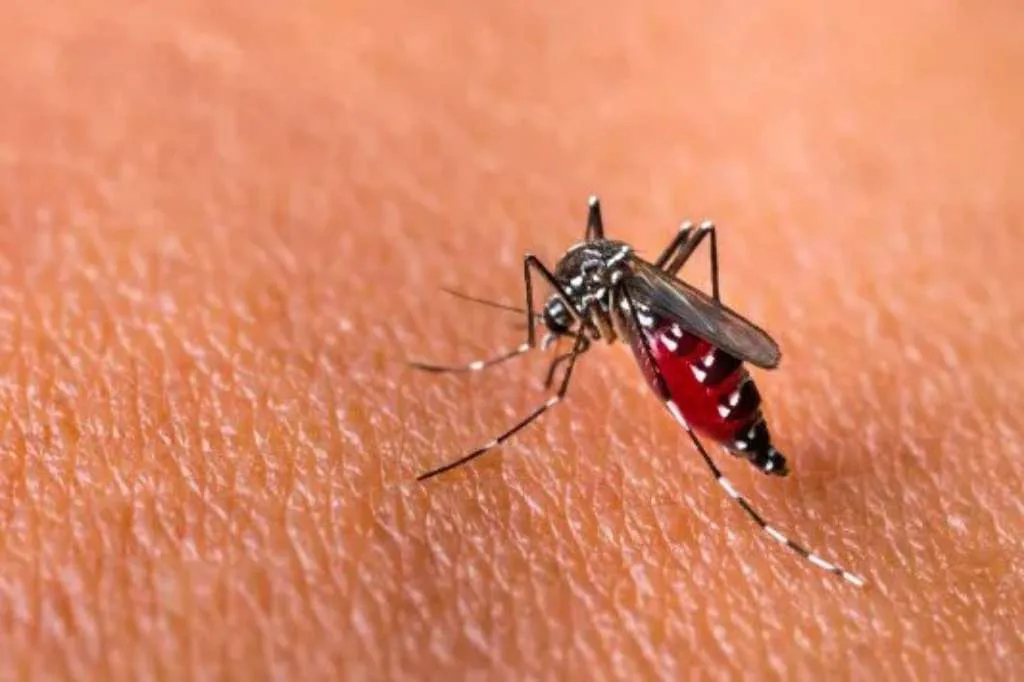 Demam Berdarah Dengue, Mitos dan Fakta yang Perlu Diketahui