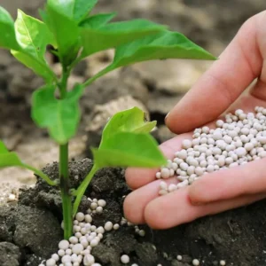 Jelang Musim Tanam, PT Pupuk Indonesia Imbau Petani Segera Tebus Pupuk Bersubsidi